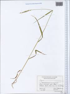 Elymus, Siberia, Central Siberia (S3) (Russia)