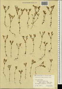 Cerastium ramosissimum Boiss., Crimea (KRYM) (Russia)