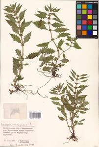 MHA 0 157 809, Lycopus europaeus L., Eastern Europe, Lower Volga region (E9) (Russia)
