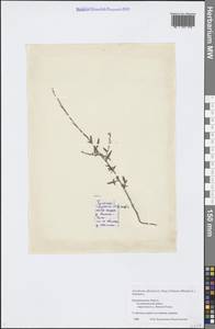 Sisymbrium officinale (L.) Scop., Eastern Europe, Central region (E4) (Russia)