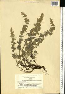 Artemisia austriaca Jacq., Eastern Europe, Moscow region (E4a) (Russia)