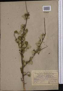 Cotoneaster oliganthus Pojark., Middle Asia, Western Tian Shan & Karatau (M3) (Kazakhstan)