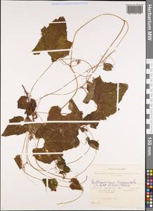 Parthenocissus tricuspidata (Siebold & Zucc.) Planch., Siberia, Russian Far East (S6) (Russia)