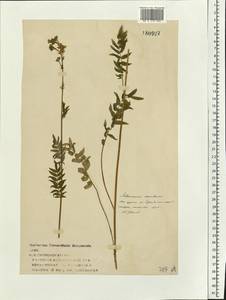 Polemonium caeruleum L., Eastern Europe, Volga-Kama region (E7) (Russia)