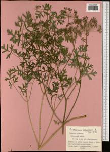 Xanthoselinum alsaticum (L.) Schur, Eastern Europe, Central region (E4) (Russia)