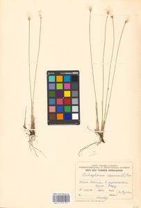 Trichophorum alpinum (L.) Pers., Eastern Europe, Estonia (E2c) (Estonia)