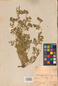 Potentilla supina L., Eastern Europe, Middle Volga region (E8) (Russia)