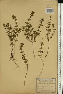 Clinopodium acinos (L.) Kuntze, Eastern Europe, North Ukrainian region (E11) (Ukraine)