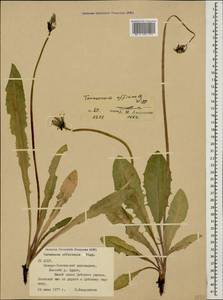 Taraxacum officinale Weber ex Wiggins, Caucasus, North Ossetia, Ingushetia & Chechnya (K1c) (Russia)