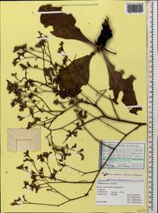 Limonium meyeri (Boiss.) Kuntze, Caucasus, Azerbaijan (K6) (Azerbaijan)