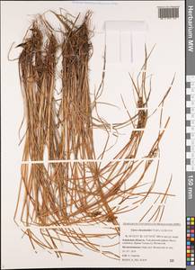 Carex eleusinoides Turcz. ex Kunth, Siberia, Russian Far East (S6) (Russia)