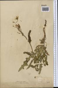 Lactuca tatarica (L.) C. A. Mey., Middle Asia, Northern & Central Kazakhstan (M10) (Kazakhstan)