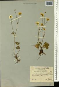 Ranunculus breyninus Crantz, Caucasus, South Ossetia (K4b) (South Ossetia)