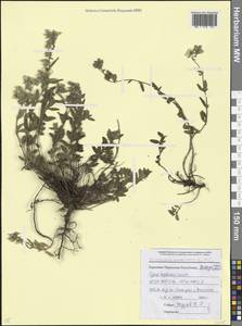 Helianthemum nummularium (L.) Mill., Caucasus, Stavropol Krai, Karachay-Cherkessia & Kabardino-Balkaria (K1b) (Russia)