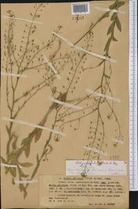 Neslia paniculata subsp. thracica (Velen.) Bornm., Middle Asia, Western Tian Shan & Karatau (M3) (Kazakhstan)