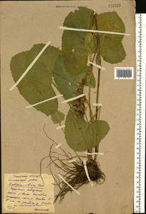 Ligularia sibirica (L.) Cass., Eastern Europe, Eastern region (E10) (Russia)