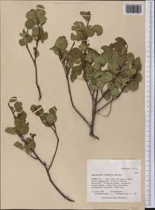 Amelanchier alnifolia (Nutt.) Nutt., America (AMER) (United States)