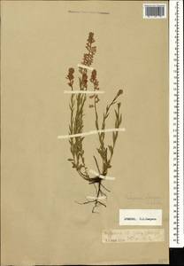 Polygala comosa Schkuhr, Caucasus, Armenia (K5) (Armenia)
