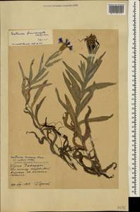Centaurea fuscomarginata (K. Koch) Juz., Crimea (KRYM) (Russia)