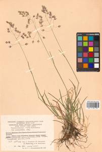 Poa lanata Scribn. & Merr., Siberia, Chukotka & Kamchatka (S7) (Russia)