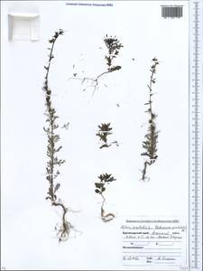 Verbascum orientale (L.) All., Caucasus, Krasnodar Krai & Adygea (K1a) (Russia)