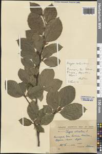 Fagus sylvatica L., Western Europe (EUR) (Bulgaria)