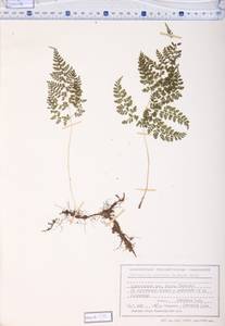 Cystopteris sudetica A. Braun & Milde, Siberia, Altai & Sayany Mountains (S2) (Russia)