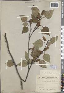 Betula pendula Roth, Caucasus (no precise locality) (K0)