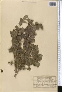 Lonicera microphylla Willd. ex Roem. & Schult., Middle Asia, Dzungarian Alatau & Tarbagatai (M5) (Kazakhstan)