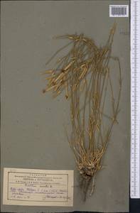 Dianthus crinitus Sm., Middle Asia, Pamir & Pamiro-Alai (M2)