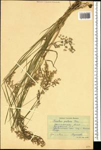 Trisetum flavescens (L.) P.Beauv., Caucasus, Dagestan (K2) (Russia)
