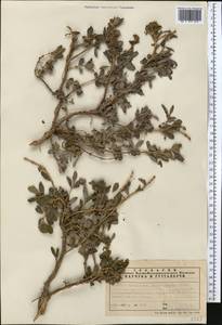 Lonicera microphylla Willd. ex Roem. & Schult., Middle Asia, Northern & Central Tian Shan (M4) (Kazakhstan)