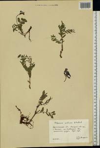 Hedysarum hedysaroides subsp. arcticum (B.Fedtsch.) P.W.Ball, Eastern Europe, Northern region (E1) (Russia)