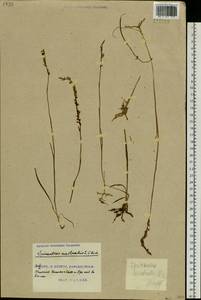 Spiranthes australis (R.Br.) Lindl., Siberia, Russian Far East (S6) (Russia)