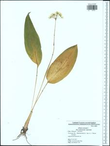 Allium ursinum L., Eastern Europe, Central region (E4) (Russia)