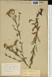 Aster amellus subsp. bessarabicus (Bernh. ex Rchb.) Soó, Eastern Europe, Belarus (E3a) (Belarus)
