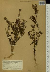 Silene olgae (Maxim.) Rohrb., Siberia, Russian Far East (S6) (Russia)