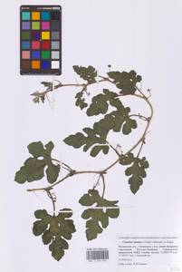 Bryonia alba L., Eastern Europe, Moscow region (E4a) (Russia)