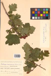 Crataegus pinnatifida Bunge, Siberia, Russian Far East (S6) (Russia)