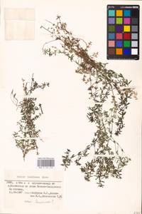 Galium humifusum M.Bieb., Eastern Europe, South Ukrainian region (E12) (Ukraine)