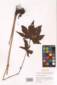 Filipendula digitata (Willd.) Bergmans, Siberia, Russian Far East (S6) (Russia)