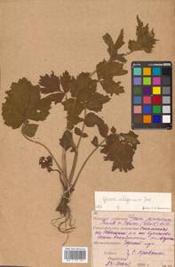 Geum aleppicum Jacq., Siberia, Russian Far East (S6) (Russia)