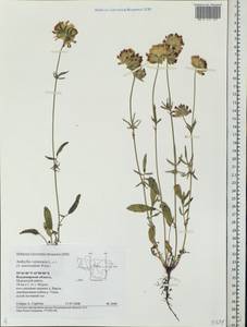 Anthyllis vulneraria subsp. polyphylla (DC.)Nyman, p.p., Eastern Europe, Central region (E4) (Russia)