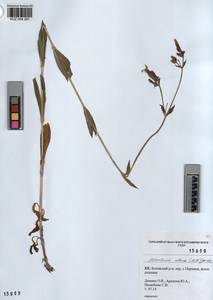 KUZ 004 281, Silene latifolia subsp. alba (Miller) Greuter & Burdet, Siberia, Altai & Sayany Mountains (S2) (Russia)