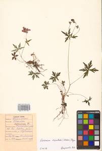 Geranium erianthum DC., Siberia, Russian Far East (S6) (Russia)