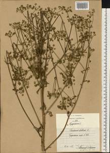 Xanthoselinum alsaticum (L.) Schur, Eastern Europe, Central forest-and-steppe region (E6) (Russia)