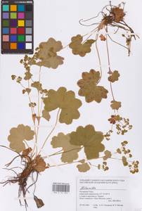 Alchemilla, Siberia, Western Siberia (S1) (Russia)