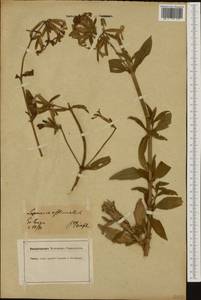 Saponaria officinalis L., Western Europe (EUR) (Germany)