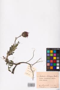 Centaurea kotschyana Heuff. ex W. D. J. Koch, Eastern Europe, West Ukrainian region (E13) (Ukraine)