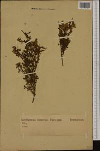 Cytisus scoparius (L.)Link, Western Europe (EUR) (Germany)